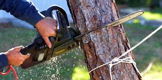 Trusted University Park, IL Tree Care Experts