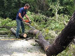 How Our Tree Care Process Works  in  University Park, IL