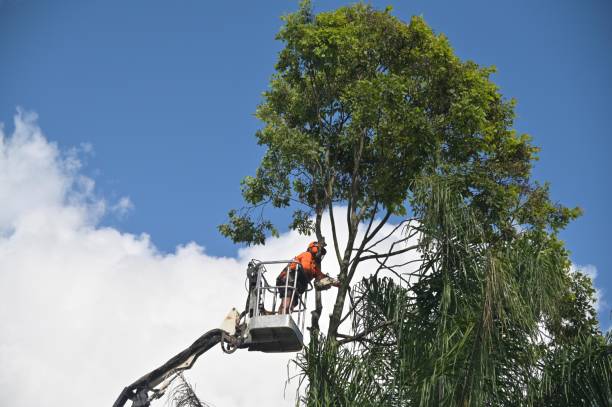 Best Hedge Trimming  in University Park, IL