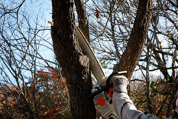 Best Tree and Shrub Care  in University Park, IL