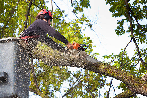 Best Fruit Tree Pruning  in University Park, IL