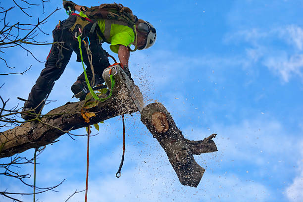 How Our Tree Care Process Works  in  University Park, IL
